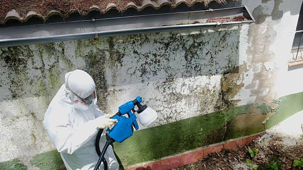 Mold Removal service in Wye Mills